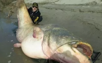 127 kiloluluk dev yayın balığı yakaladılar