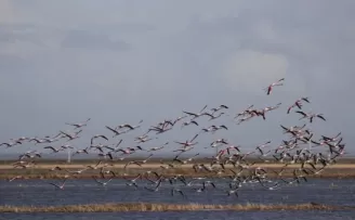 4 dernekten Gala Gölü için yardım çağrısı