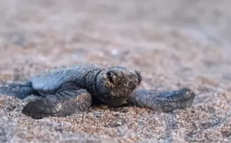 40 bin 285 yavru deniz kaplumbağası denize ulaştı