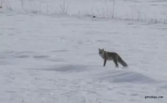 Aç kurt ve tilkiler köylere indi