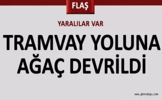 Ağaç devrildi, 3 kişi yaralı