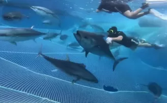 Alanya açıklarında 28 orkinos uydu vericisiyle takibe alındı