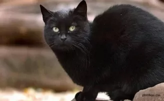 Amasya‘da kedi karantinası