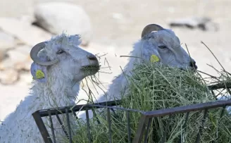 Ankara ATA Çiftliği yoncaları Doğal Yaşam Parkı’na ulaştırıldı