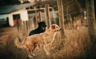 Ankara’da hayvanseverlerden ’Pideler Bizden, Mamalar Sizden’ 