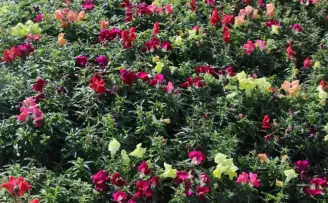 Antalya’da kışlık çiçeklerle rengarenk kent silüeti