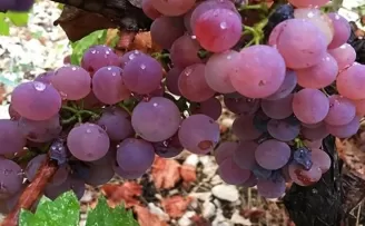 Antalya Finike Yazır’da üzüm zamanı