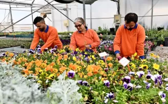 Antalya Muratpaşa’da 130 bin dal çiçek yetiştiriliyor