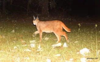 Babadağ'da kurt ve karakulak görüntülendi
