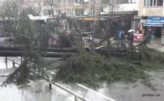Bağdat Caddesi’nde ağaç yol ortasına devrildi