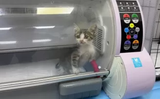 Bandırma’da şiddet gören yavru kedi tedavi altına alındı