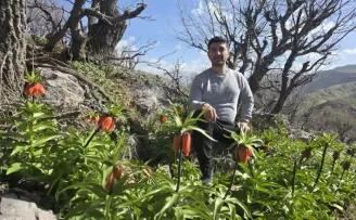 Batman Sason’da ters laleler görücüye çıktı
