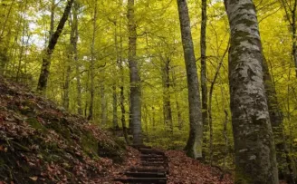 Bolu ormanlarına girişler 30 Eylül’e kadar yasaklandı!