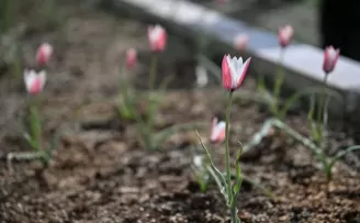 Bornova Lalesi ilçeye umut ve renk getirdi