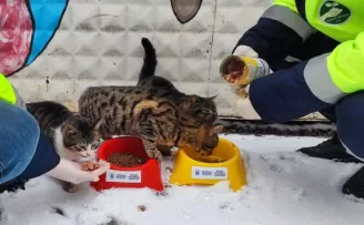 Bursa Büyükşehir patili dostların her daim yanında