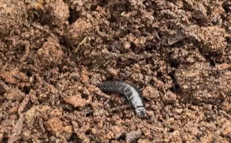 Bursa’da çamkese böceğine karşı biyolojik mücadele