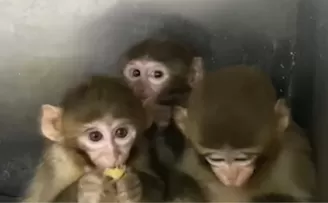 Bursa’da üç makak maymunu koruma altında