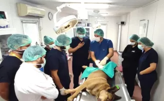 Bursa’da üniversite işbirliğinde 155 can dostu kısırlaştırıldı