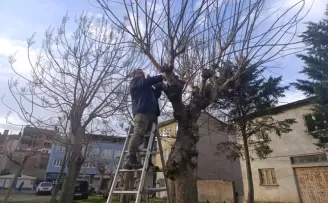 Bursa Gemlik’te yeşil alanlarda budama çalışmaları sürüyor
