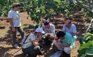 Bursa Mudanya’da incir üreticilerine kırmızı örümcek uyarısı