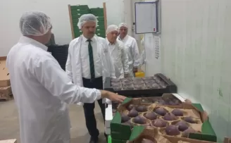 Bursa Siyah İnciri’ne coğrafi işaret denetimi