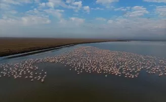 Çeltik tarlalarının 'allı turnaları'