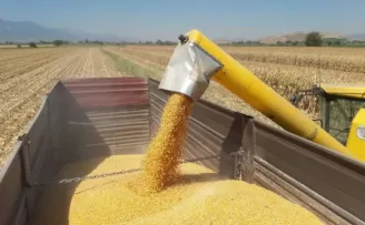 CHP’li Ün: Mısır ithalatını durdurun, çiftçi nefes alsın!