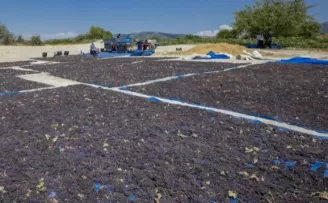 Coğrafi işaretle ’Gülnar Kuş Üzümü’ değer kazandı