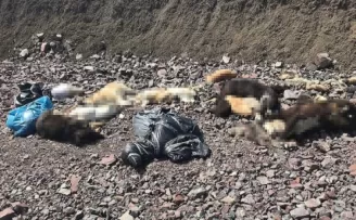 Çubuk'ta onlarca sokak köpeği ölüsü bulundu