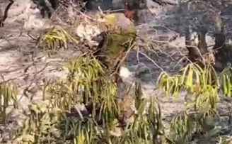 Düzce’de orman yangını korkuttu!