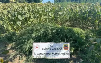 Edirne’de 27 bin kök kenevir imha edildi