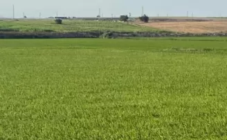 Edirne İpsala’da çeltik üretiminde damlama sulama ile yüksek verim