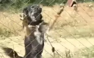 Edirne Keşan’da kısırlaştırma ve sahiplendirme çalışmalarına devam