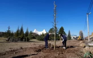 Eskişehir Sazova Parkı’nda kavakların yerini çınarlar alıyor