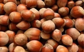 Fındık üreticisi zor durumda!