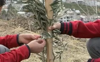 Geleceğe yeşil miras... Okul bahçeleri zeytin bahçelerine dönüşüyor