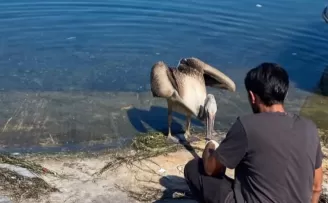 Göç yolunda yorulan pelikan Mudanya’da tedavi altına alındı