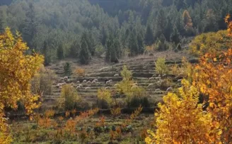 Hayvan yetiştiricisine 12 milyon hektarlık yeni otlatma alanı