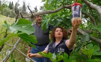İncirde kalite kaybına karşı İzmir’de doğal mücadele