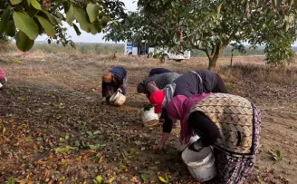 İpsala’nın Karaağaç Köyü’nde ceviz hasat şenliği