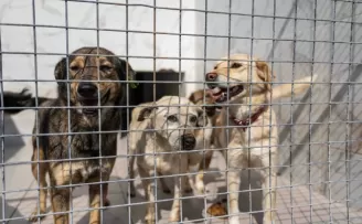 İzmir Bornova’da can dostlara büyük destek