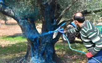 İzmir Büyükşehir zeytin üreticisine ’ilaç’ oldu... İzmir kutsal ağaca ’ilaç’ oldu