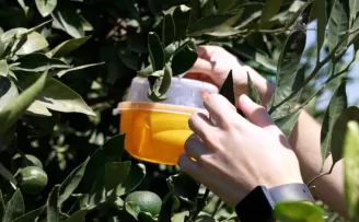 İzmir’de üreticiye Akdeniz meyve sineği ile mücadele desteği