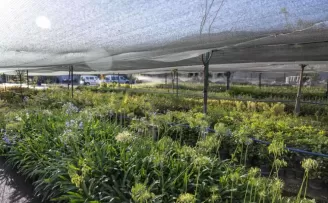 İzmir’in ilk lavanta parkı geliyor