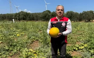 İzmir’in meşhur ’Çeşme Kavunu’nda hasat zamanı