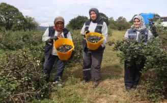İzmit’te ’süper meyve’ aronya hasadında 5. heyecan