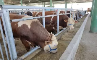 İzmit’teki hayvan pazarı bu yıl da ilgi gördü