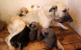 Kadınların Mecliste temsiliyet gücü arttı