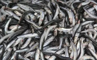 Karadeniz'de hamsi bereketi