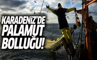 Karadeniz'de Palamut Bolluğu